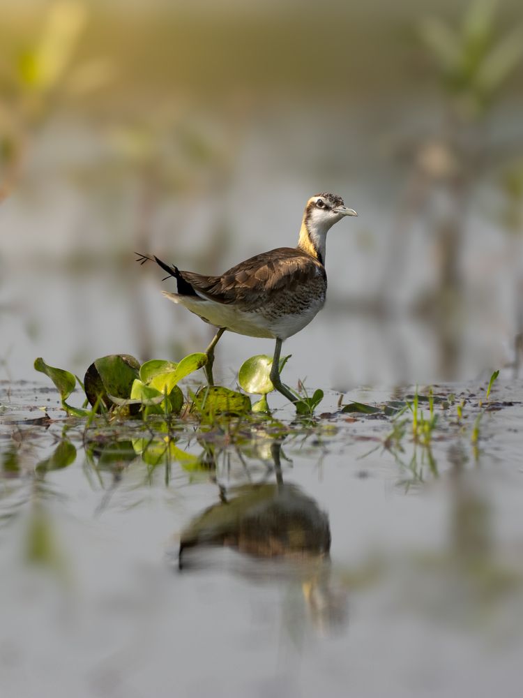 Photograph by SUHAS MANDAL