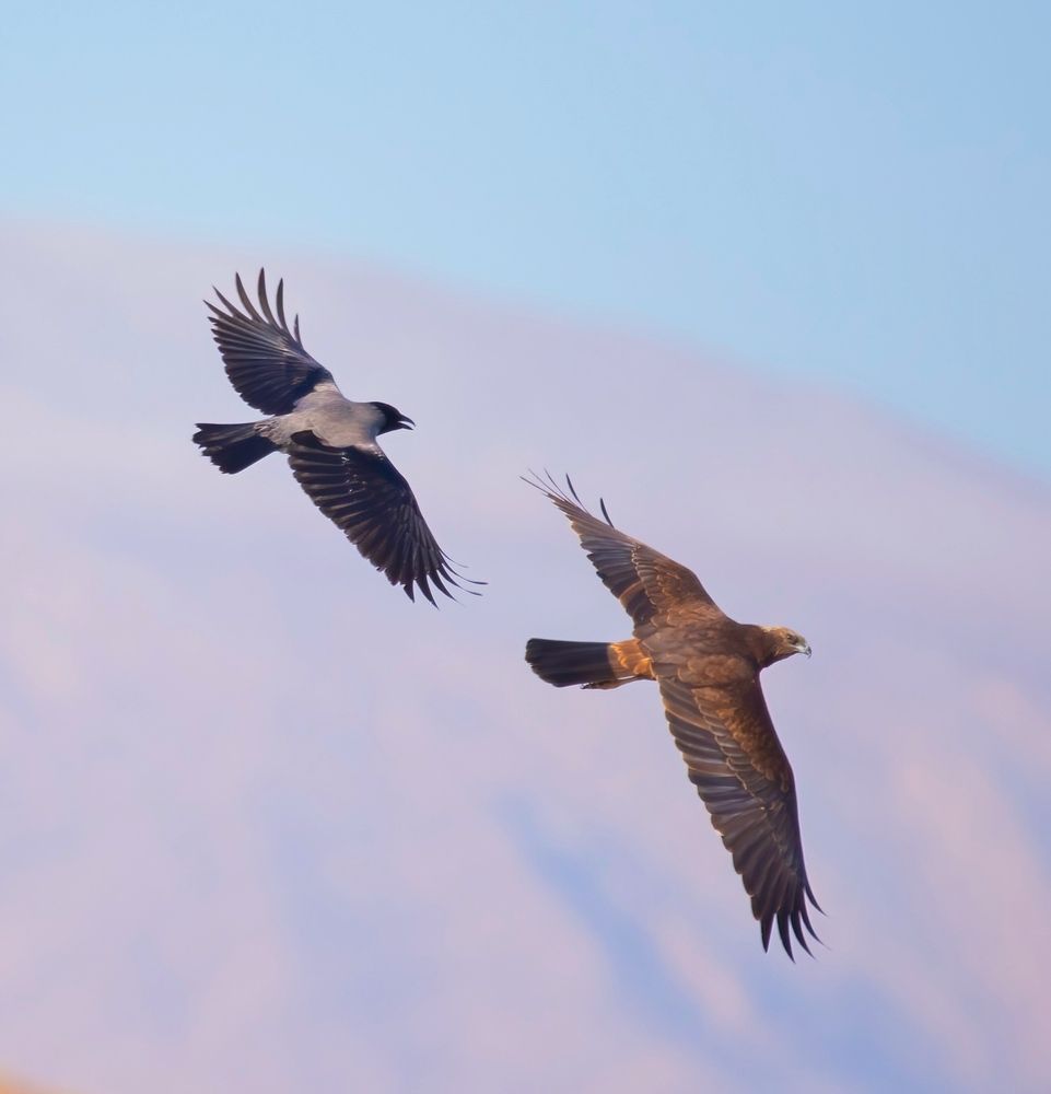 Фотография автора Hamidreza Saedi