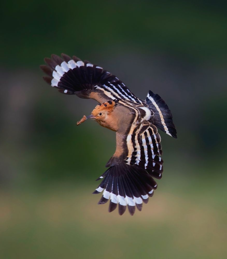 Photograph by Hamidreza Saedi