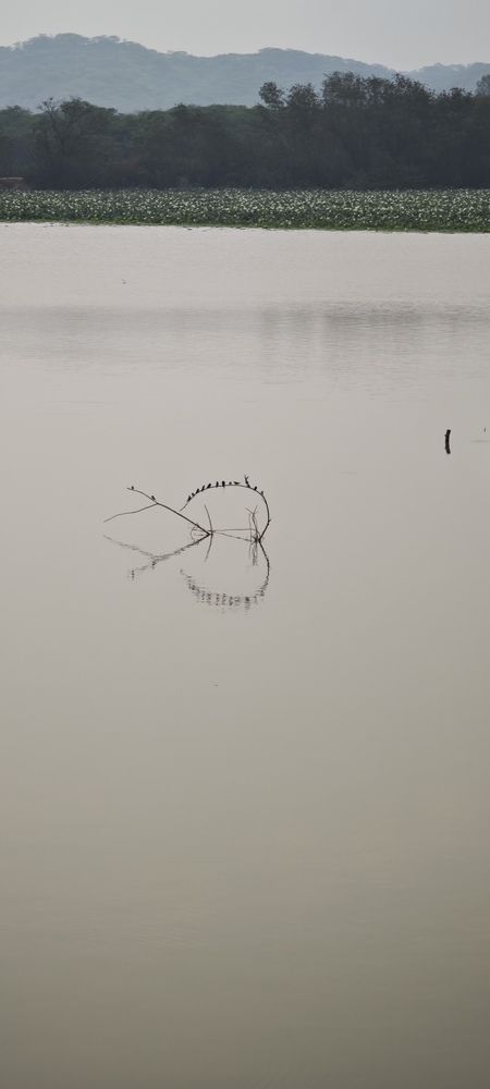Photograph by Rochelle Cecelia D'Silva