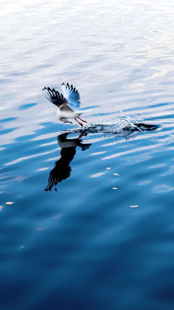 Photograph by Mehrad Mallaei