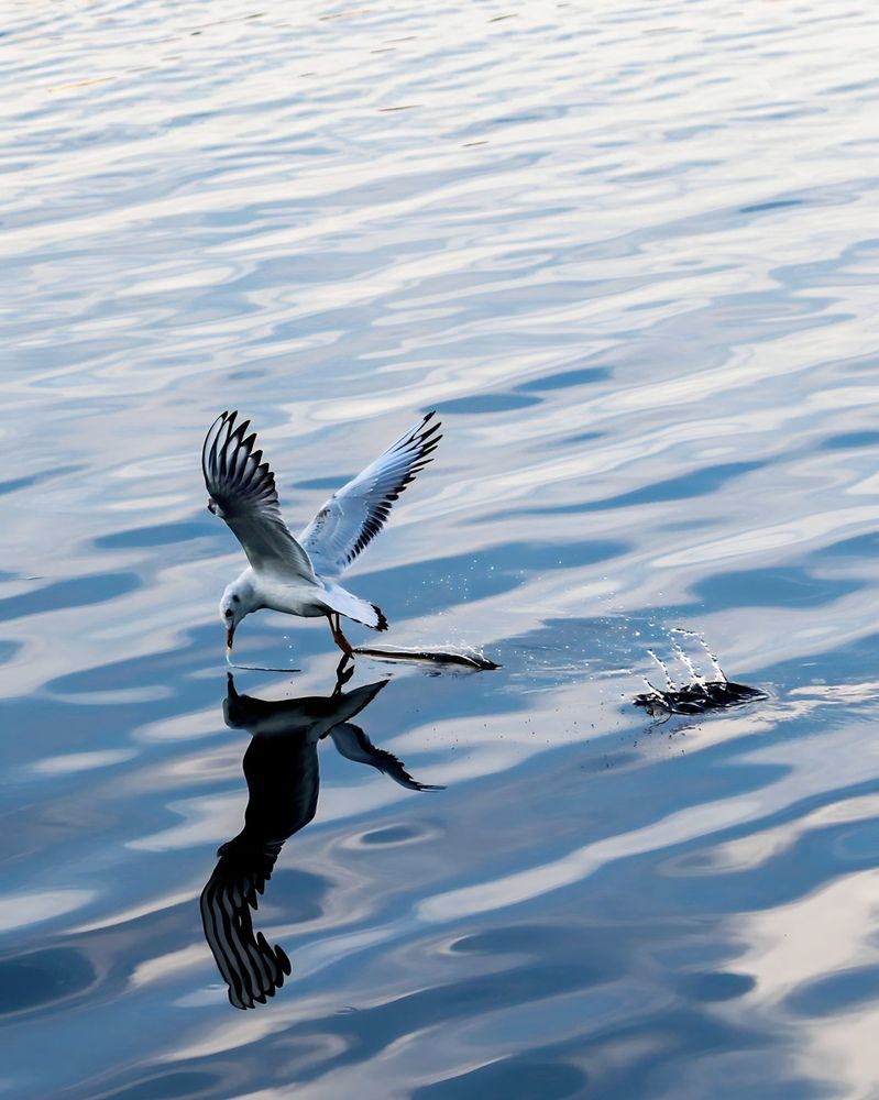 Photograph by Mehrad Mallaei