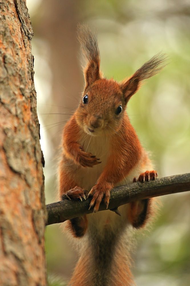 Фотография автора Юрий Кетель