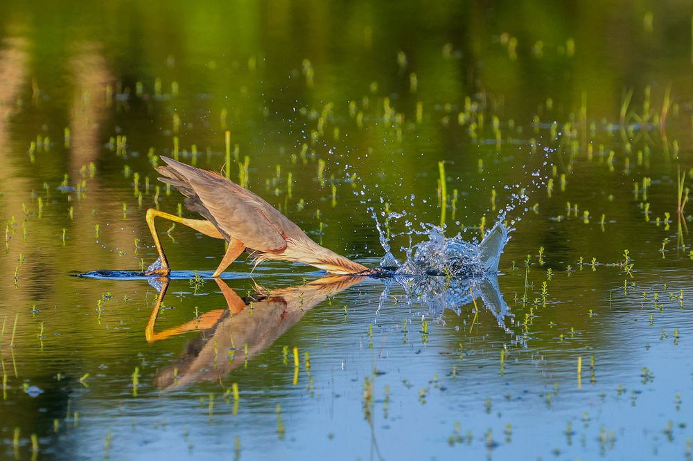 Фотография автора Manjula Perera