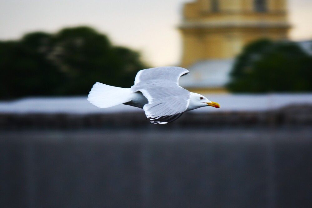 Photograph by Михаил Некрасов