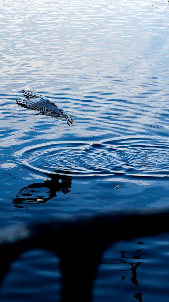 Photograph by Mehrad Mallaei