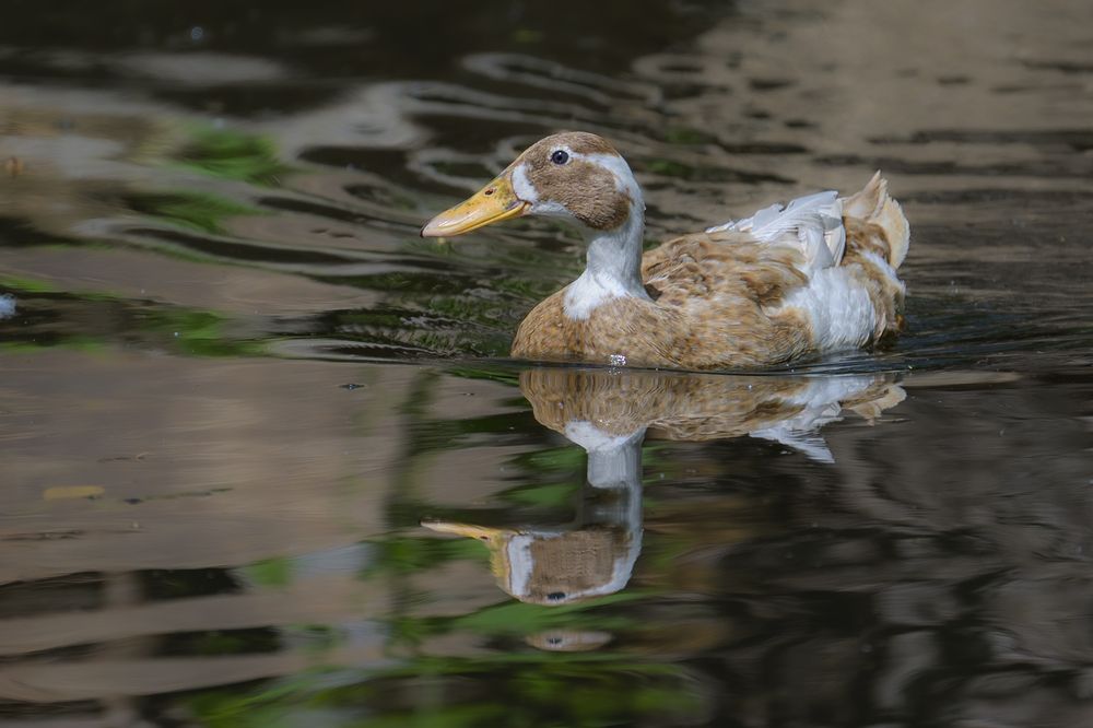 Уточка-красавица.