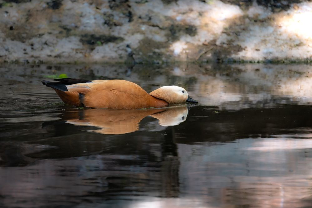 Photograph by Галина Суровицкая