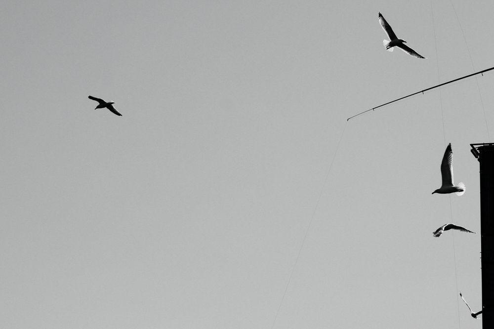 Photograph by Ernest Spiteri Gonzi