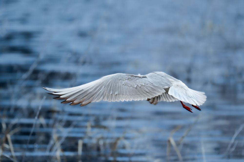 Photograph by Галина Суровицкая