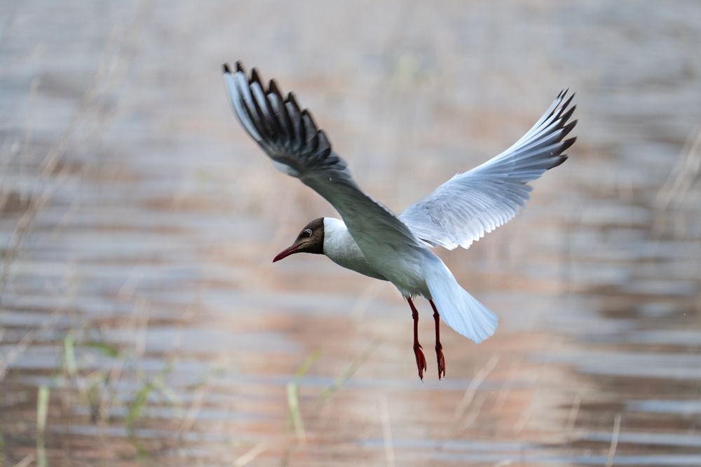 Photograph by Галина Суровицкая