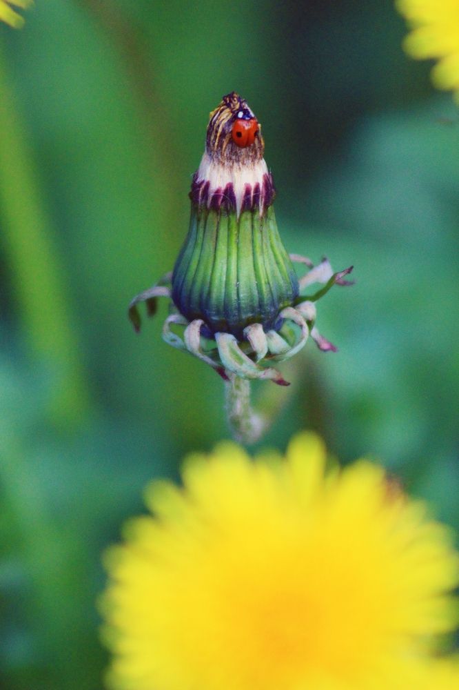 Божья коровка в одуванчиках...