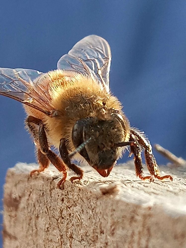 Abeja