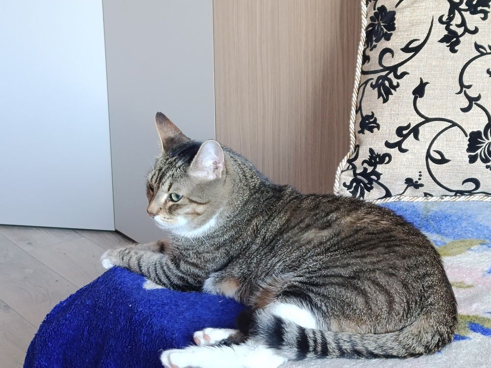 Photo #12330498