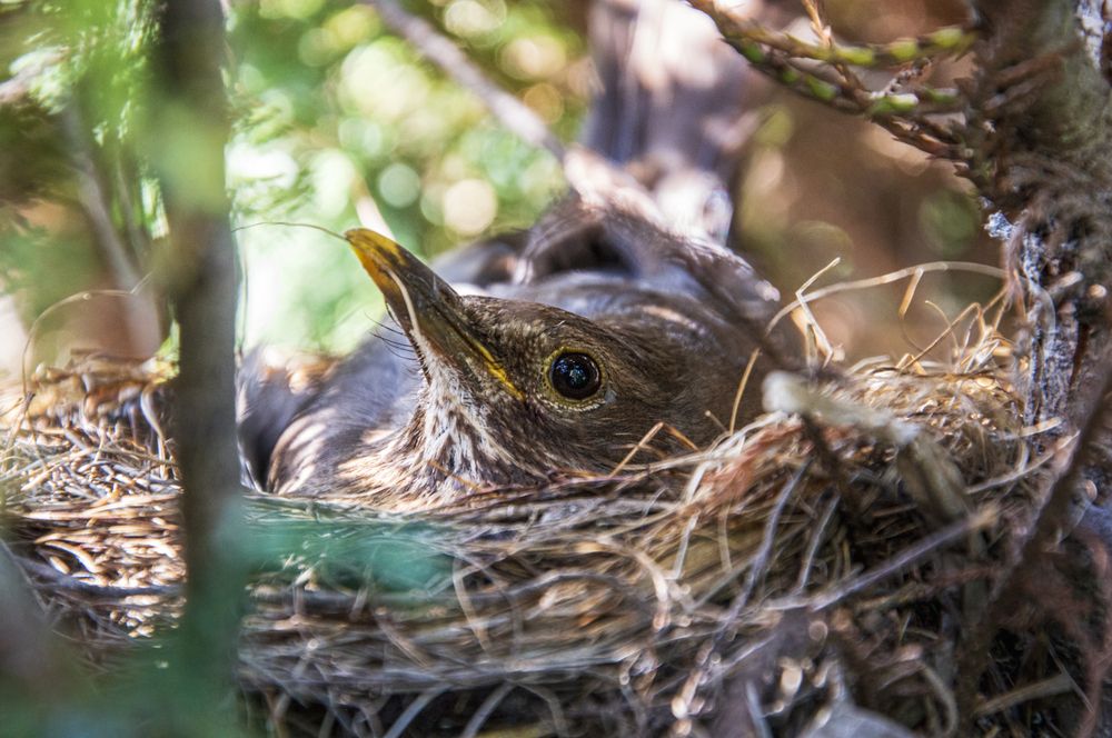 Photograph by Михаил Еремеев