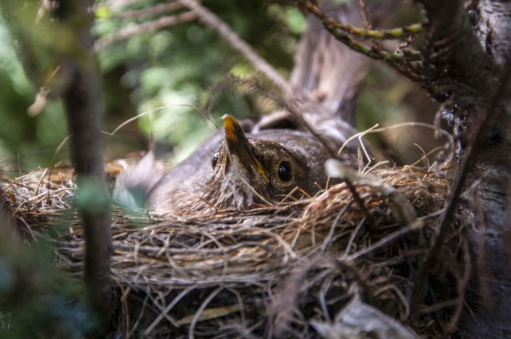 Photograph by Михаил Еремеев