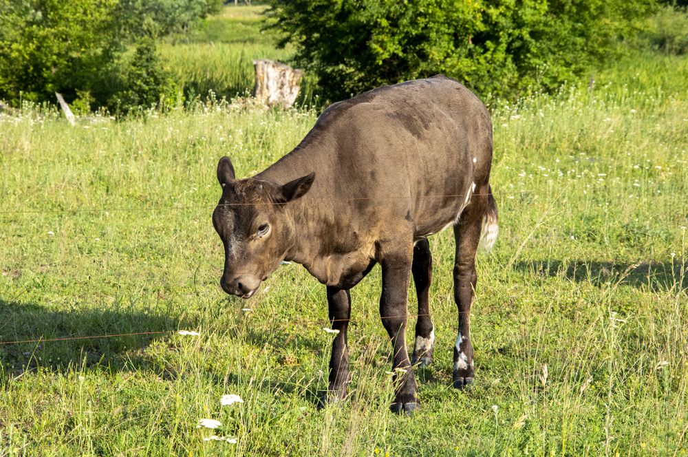 Photograph by Михаил Еремеев