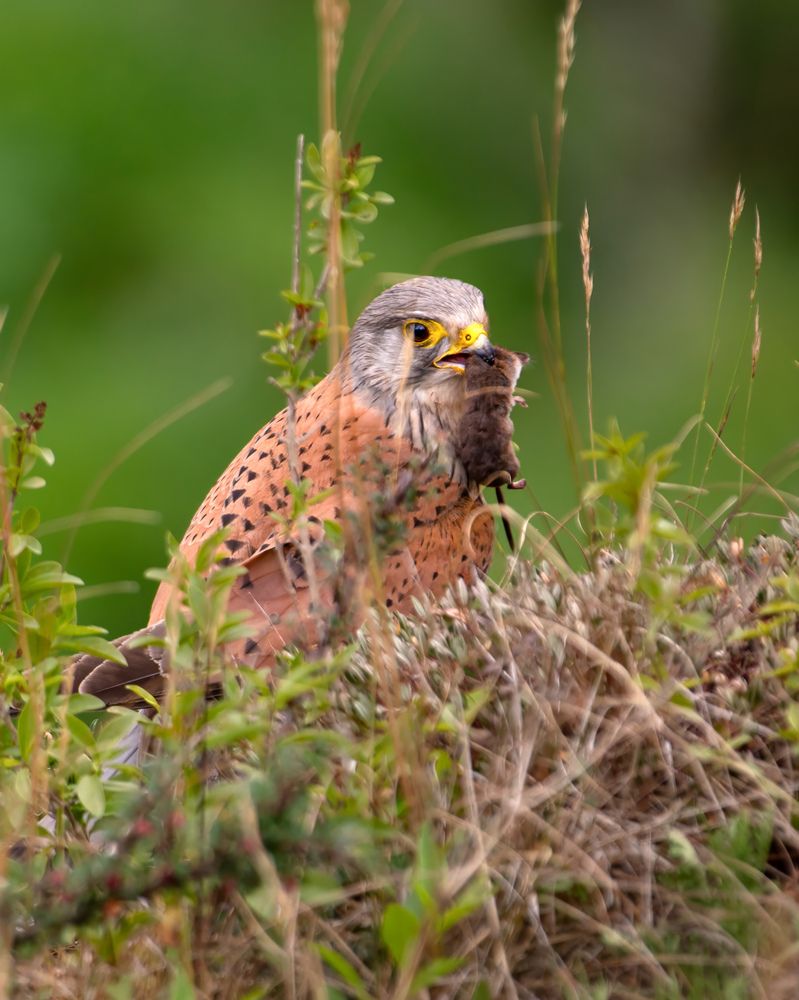 Photograph by Madhurya Mozumder