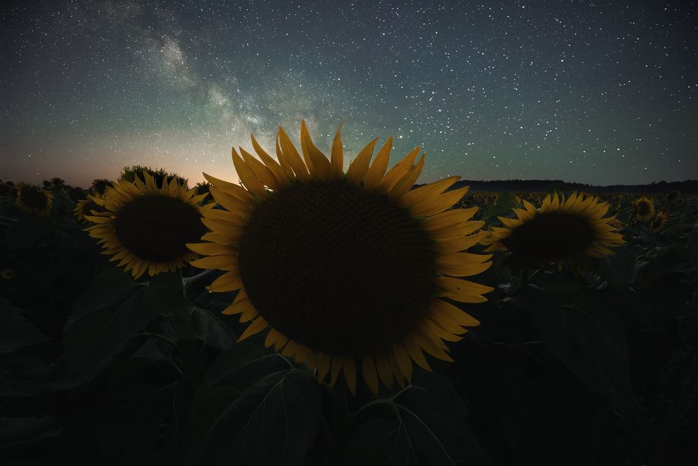 Летней ночью в поле