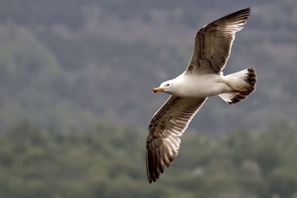 Photograph by Marko Stoickov