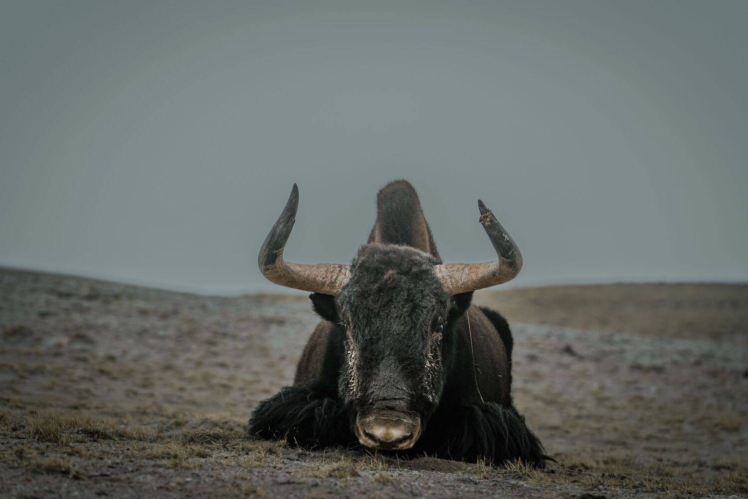 The last look of wild yaks