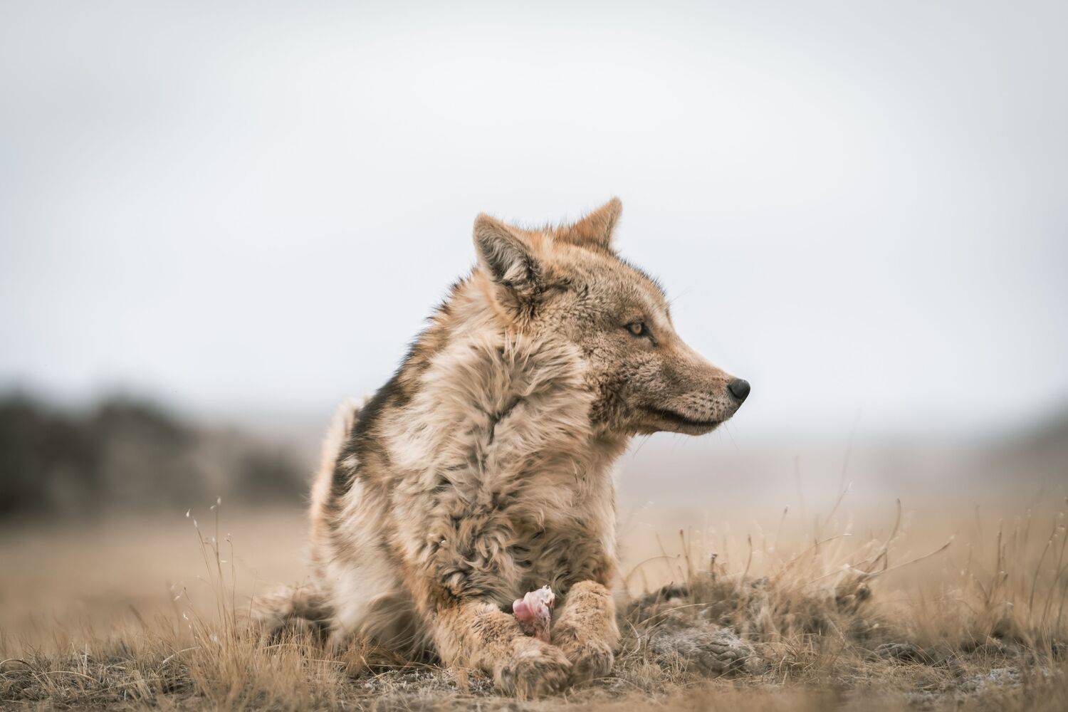 Little Wolf\'s Breakfast Time