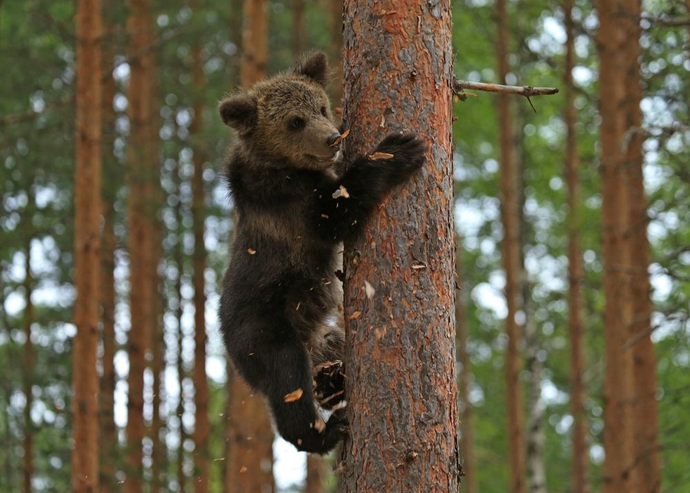 Photograph by Юрий Кетель