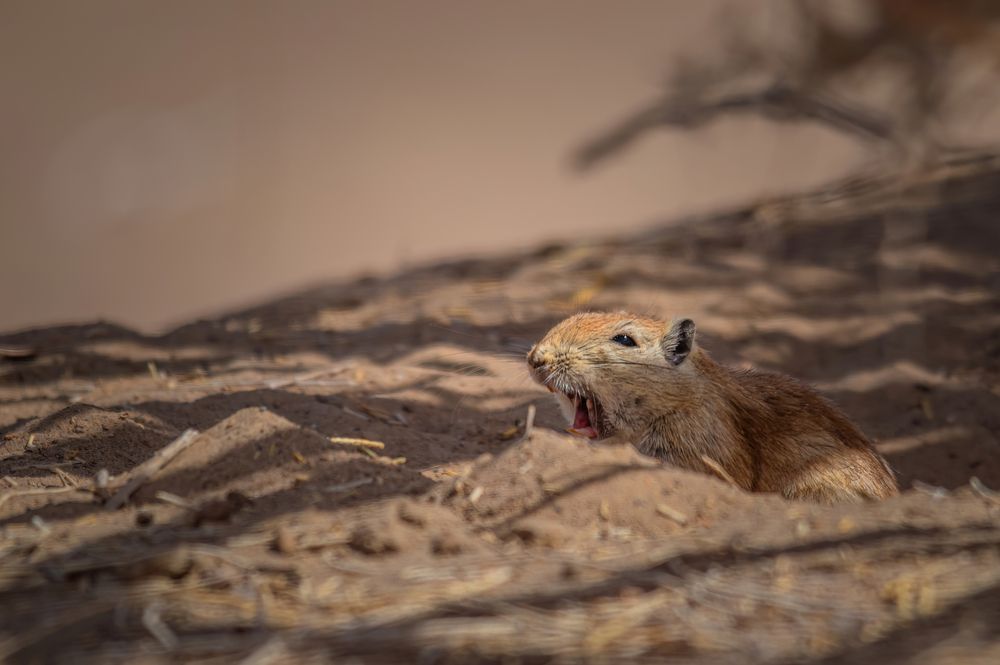 Photograph by Mahdi Reihani Bozorg