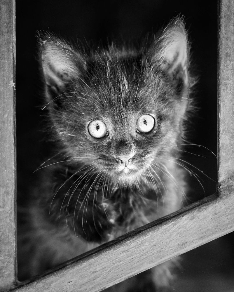 Photograph by Сергей Кошин