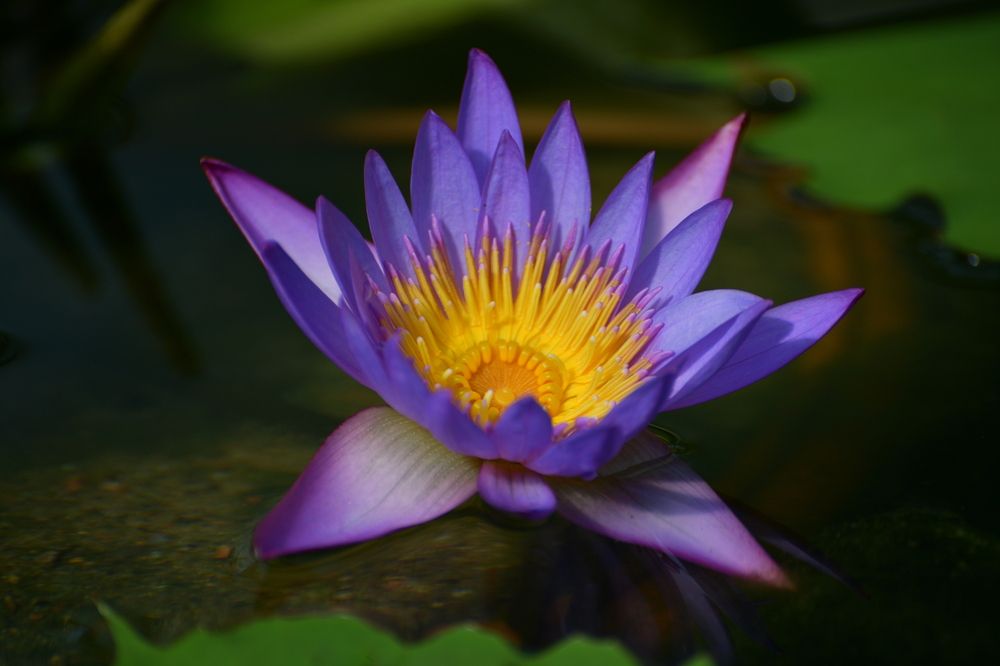 Photograph by Margareth Tikhonova