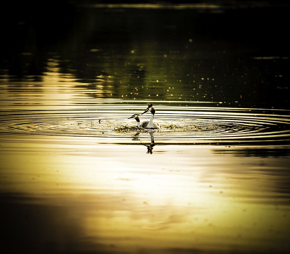 Photograph by Михаил Лупина