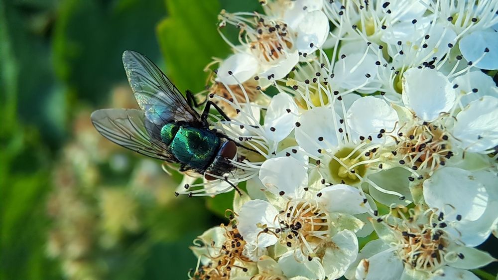 Опыление соцветий