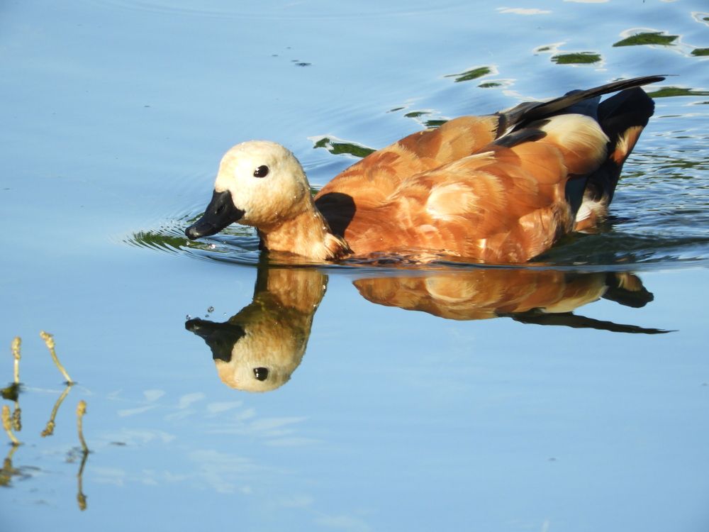 Photograph by Galina Gorshkova