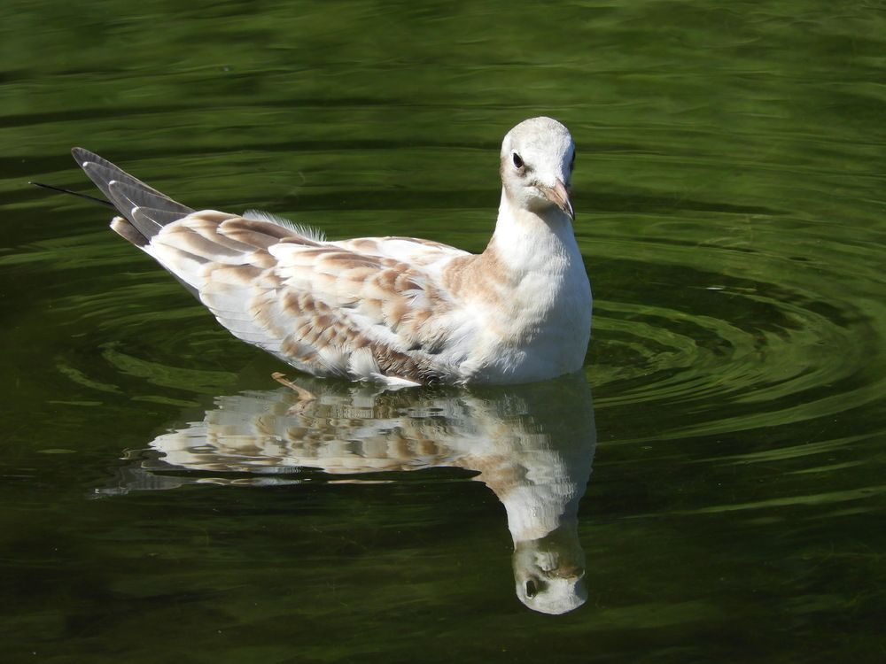 Photograph by Galina Gorshkova