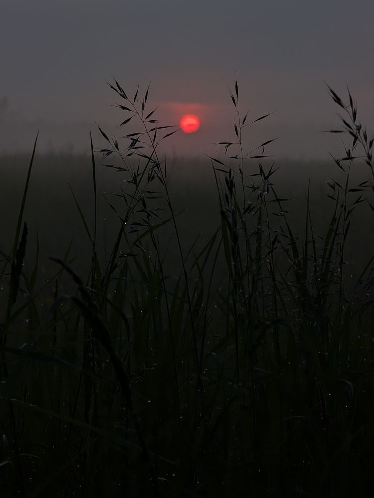 Photograph by Россоловская Евгения