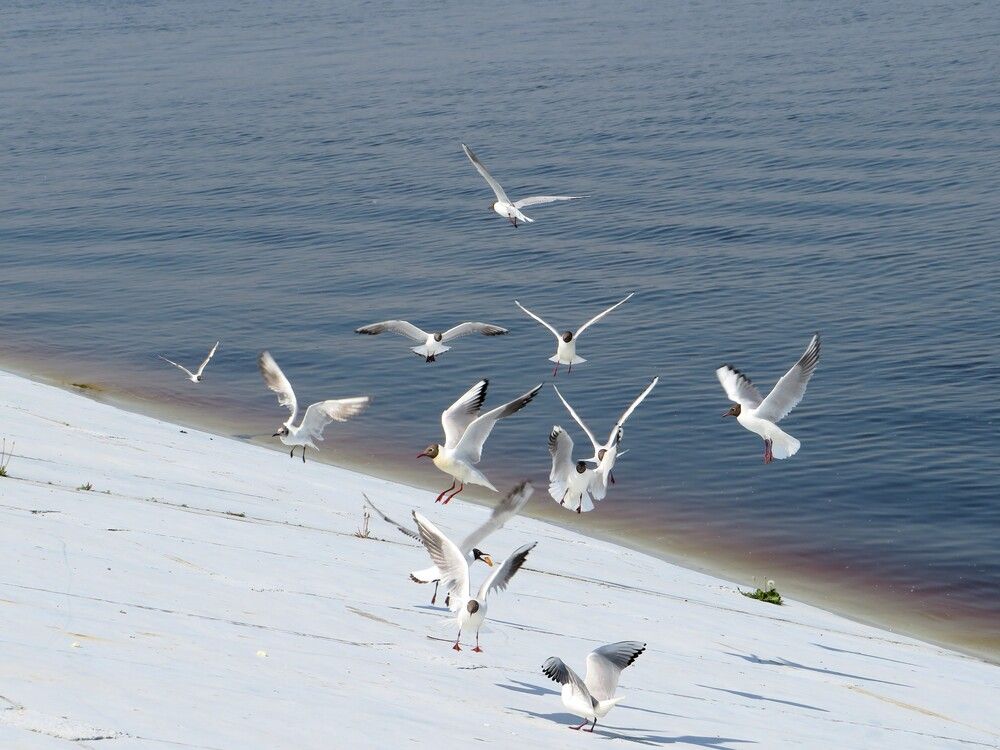 Хлебное место