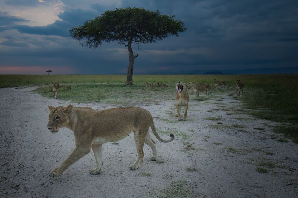 Photograph by Souranil De