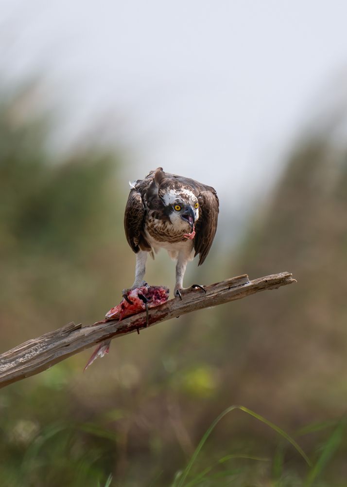 Photograph by Aritro Bose