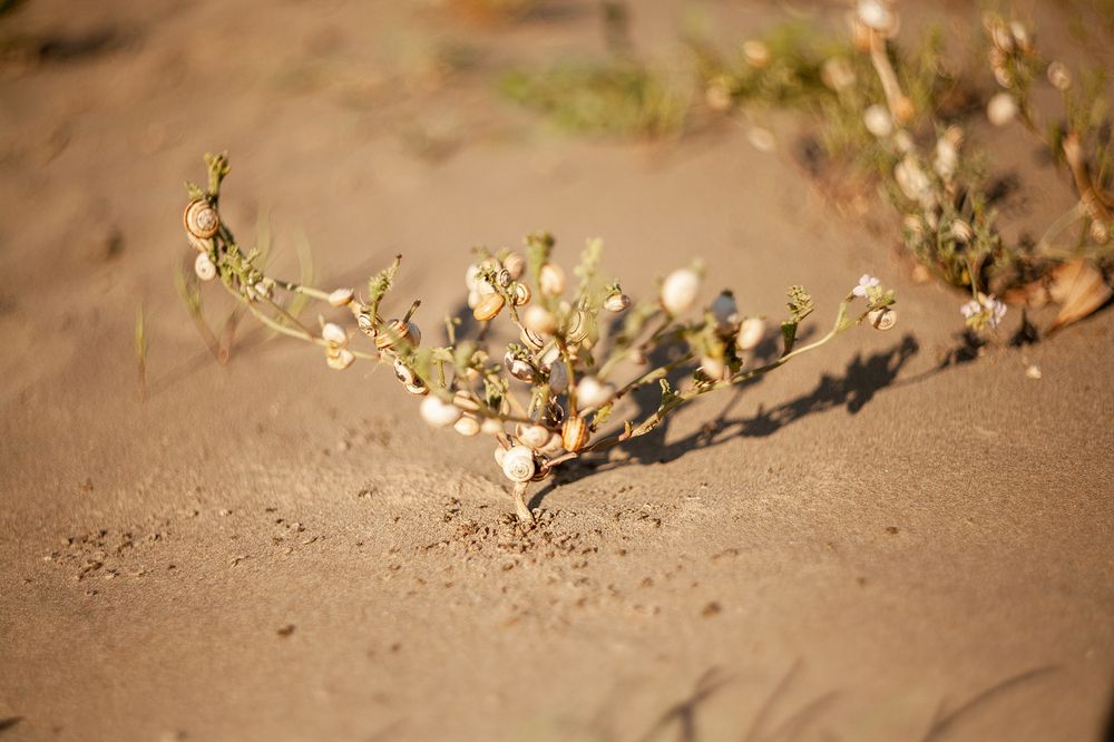 Photograph by Sasha Alisun