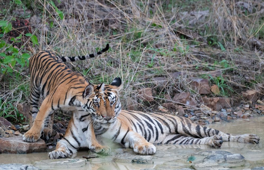 Photograph by Harsha Devalla