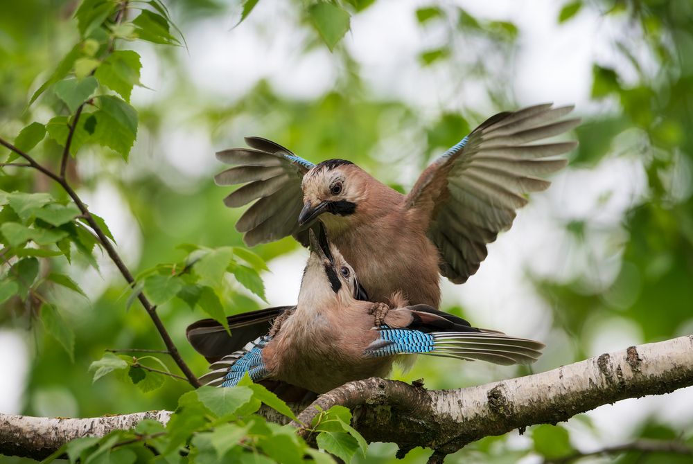 Photograph by Сергей Тихомиров