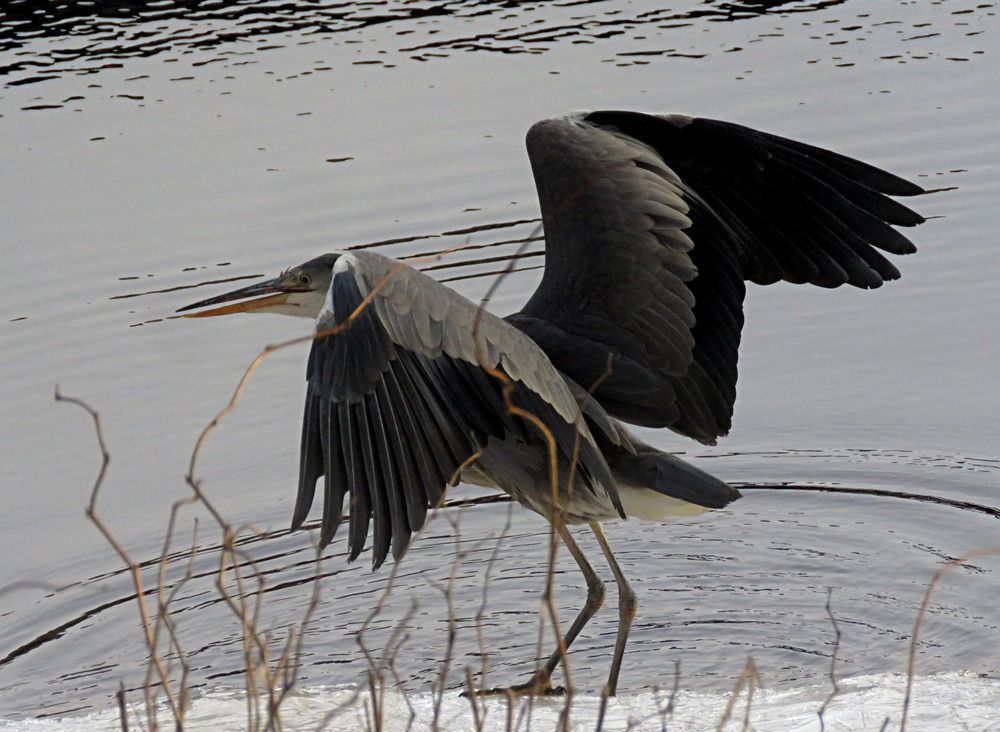 Photograph by Галина Пименова