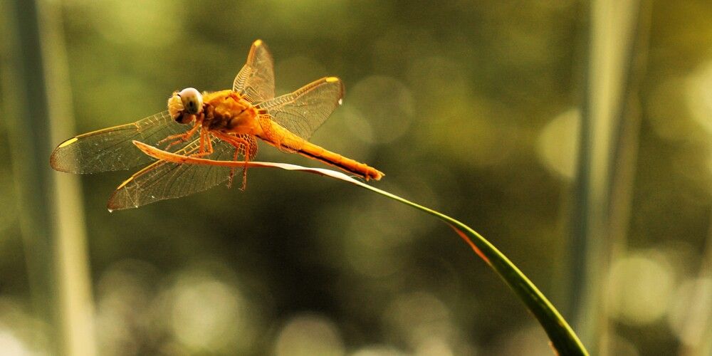 Photograph by G GOVIL