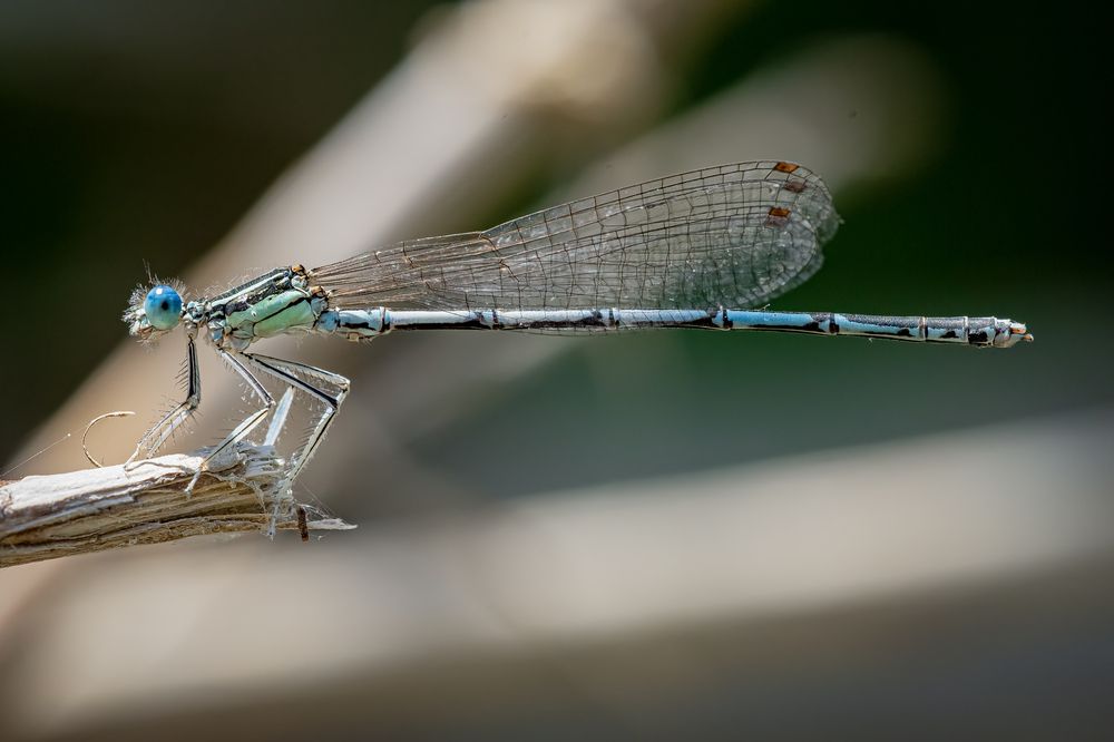 Photograph by Andrea Barlotti