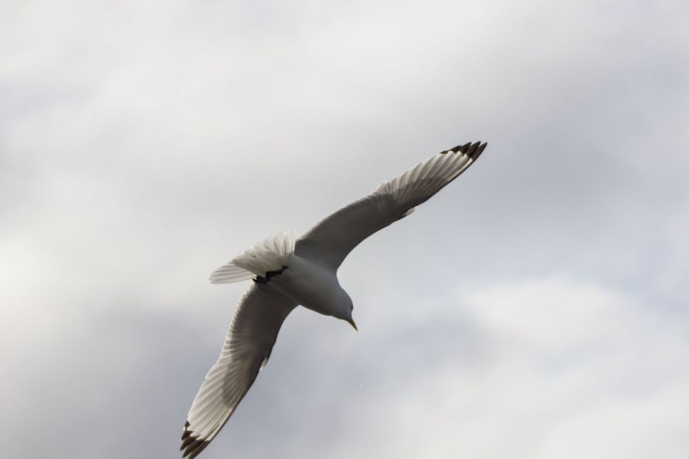 Photograph by Елена