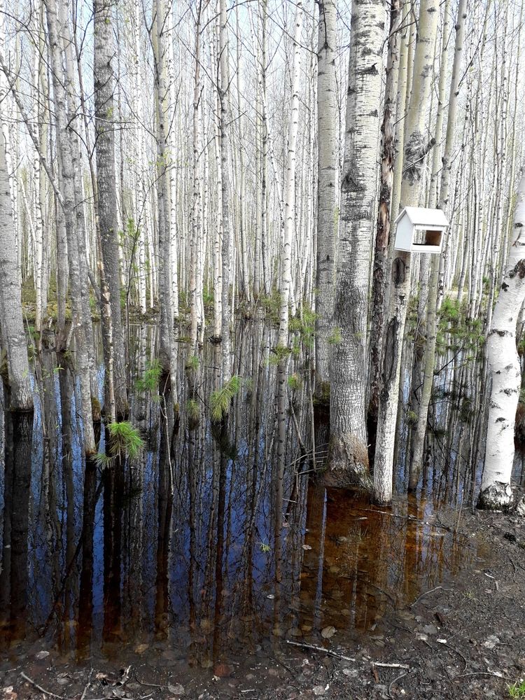 Photograph by Людмила Скочилова