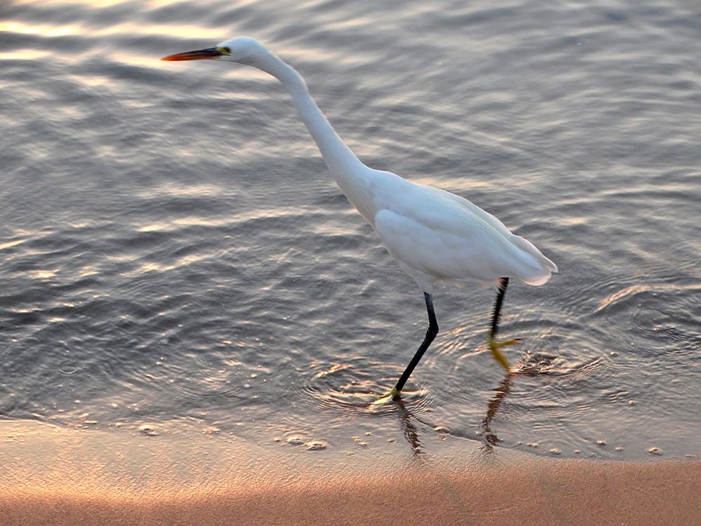 Ходит и ловит рыбку