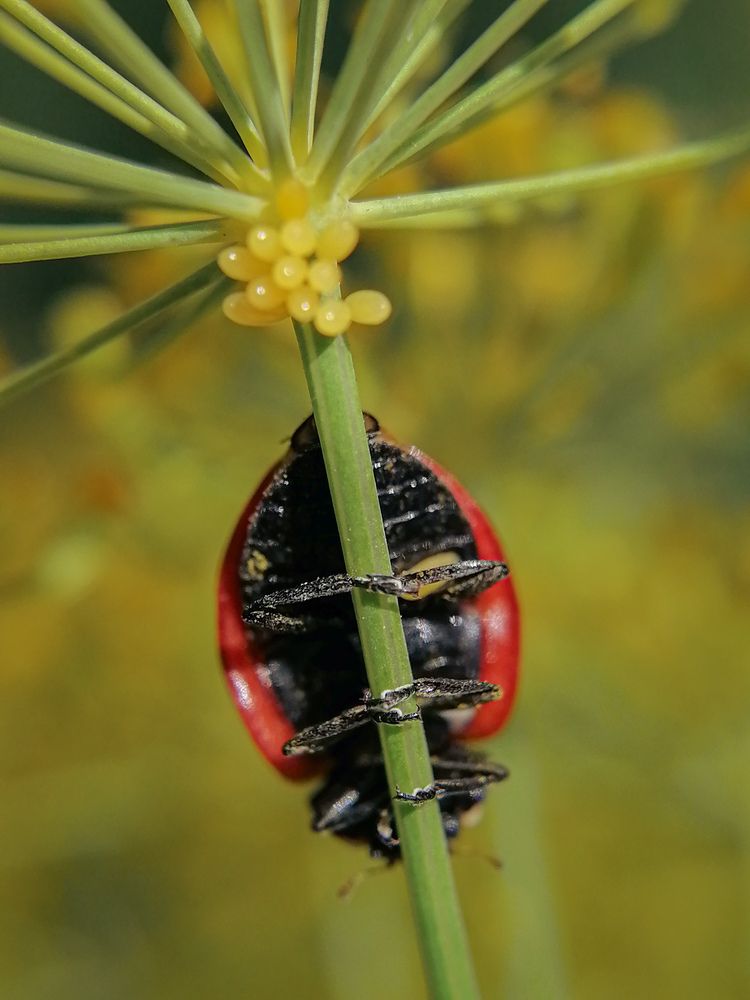 Photograph by Наталия Соболева