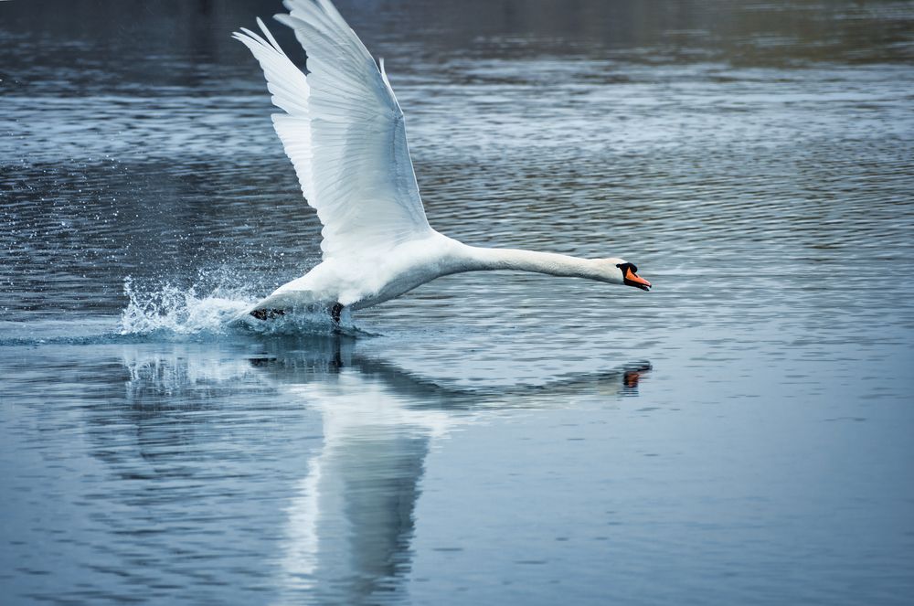 Photograph by Анна Опанасенко