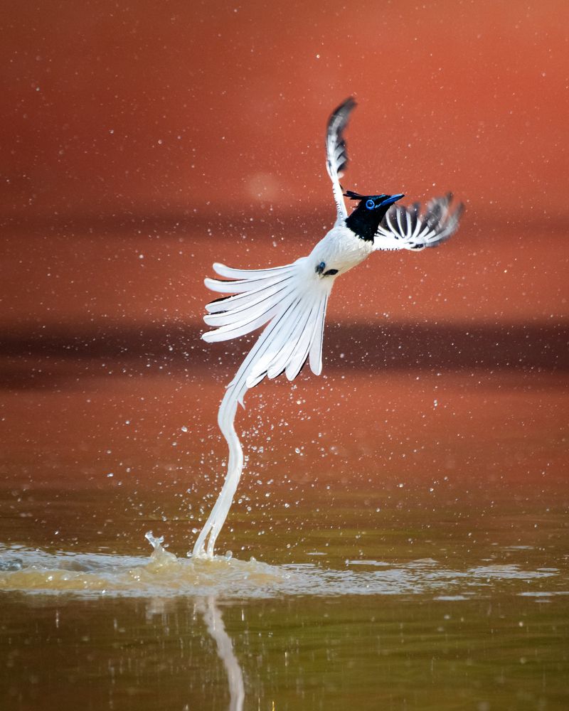 Rise of the Feathered Phantom
